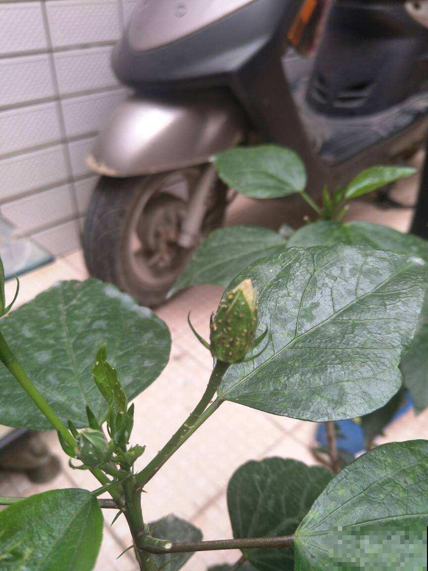 初春养花，这4点要注意，否则花熬过冬天，死在春天