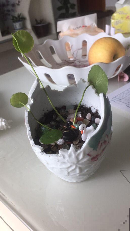 没办法出去买花盆，那就自己在家做，省钱又实用！
