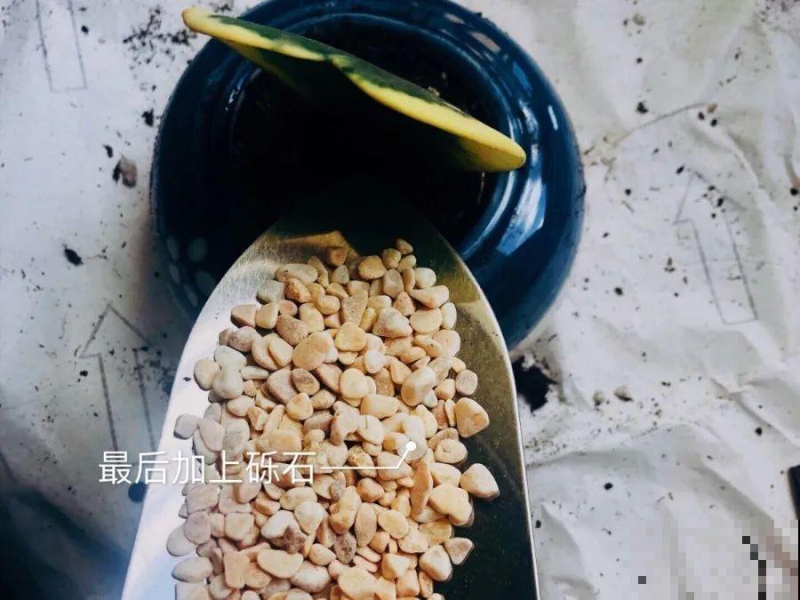 开完花的蟹爪兰，叶子摘一摘，放在梳子上遇水就生根！