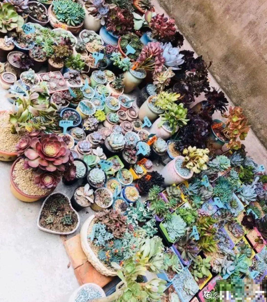开完花的蟹爪兰，叶子摘一摘，放在梳子上遇水就生根！