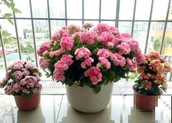 1棵长寿花，冒出124个花箭，开花开成大锅盖，咋养的？