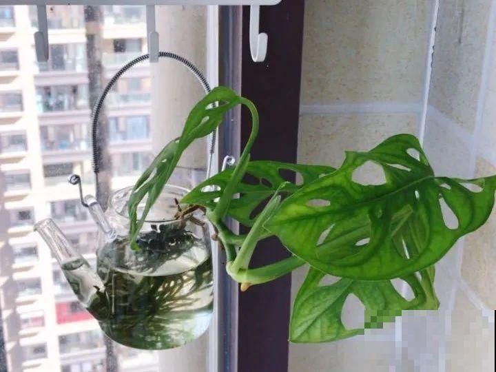 开完花的蟹爪兰，叶子摘一摘，放在梳子上遇水就生根！