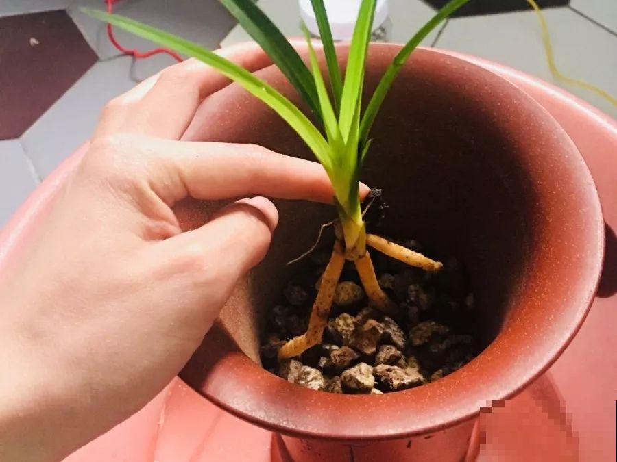 换盆时间到了，家里有这花，换完就窜新芽！
