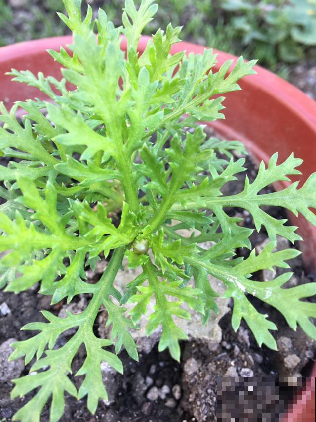 这花就是欠“掐”，把顶芽掐掉，掐得越狠，开花越多
