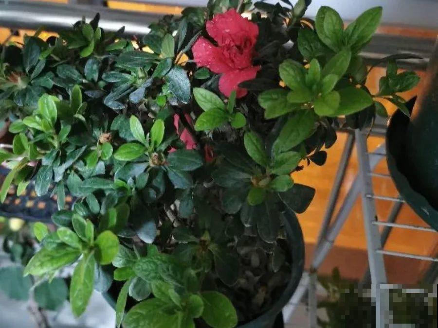 这花公认难养，买回家没开两天，叶子发黄全都往下掉！