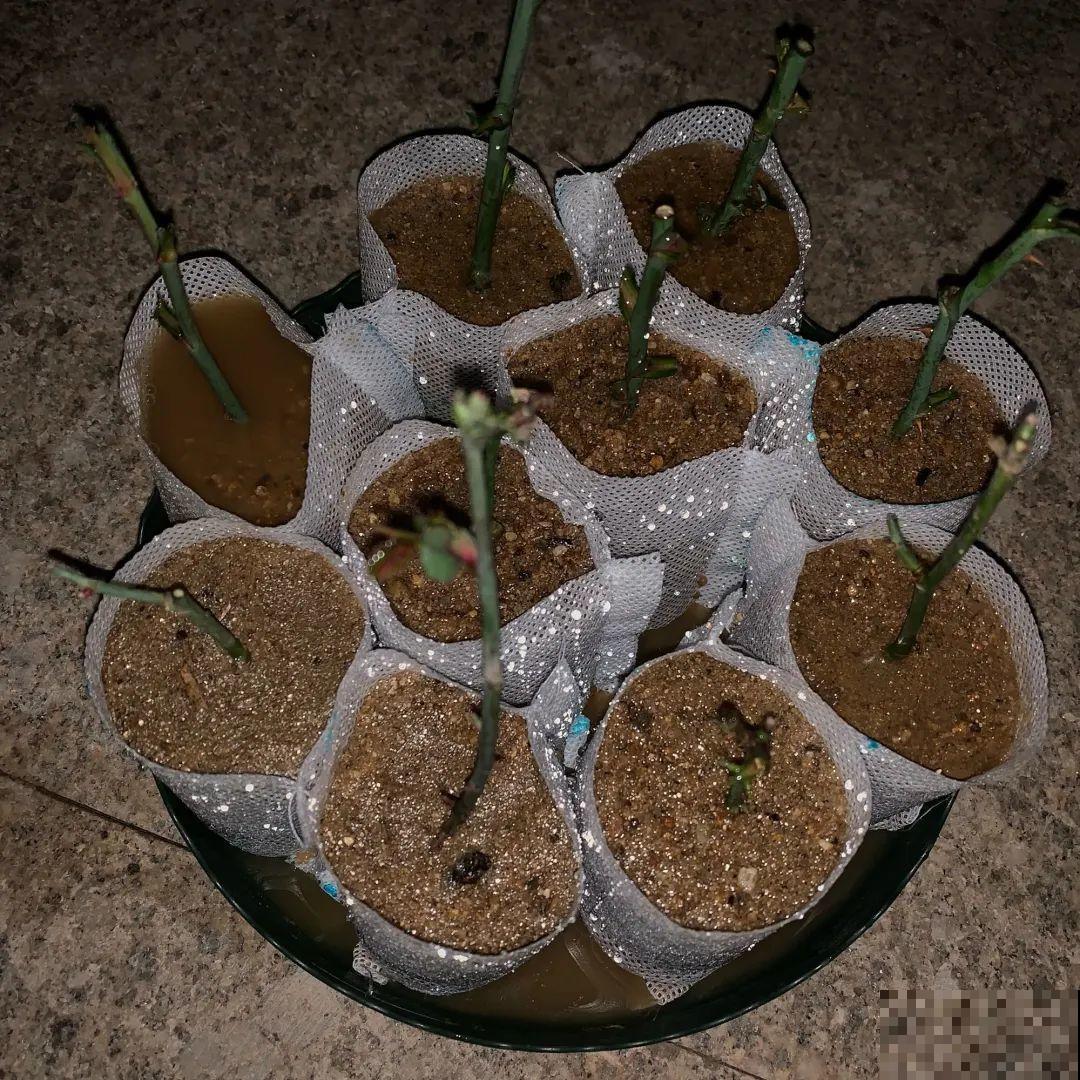 春天扦插，就教你一招不用花盆，一个比一个长得好！