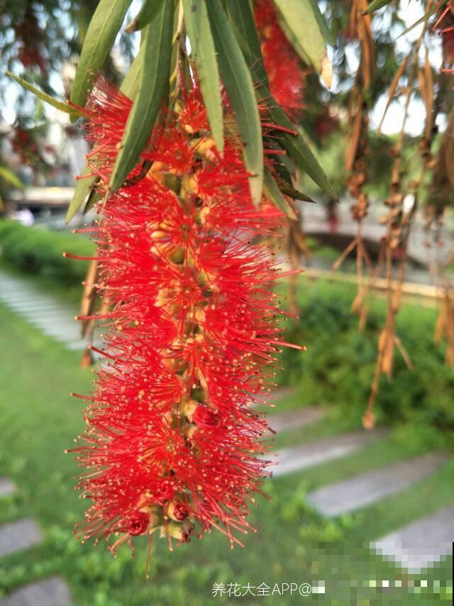 邻居养的“毛刷子”花，开花惊艳四座，红红火火有福气