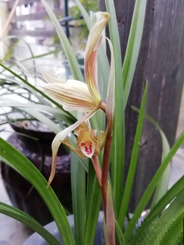 兰花一直不开花，注意这5个方面，轻松就爆盆