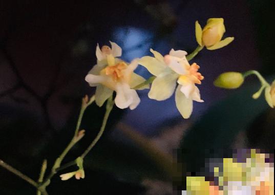 自带香味的5种花，比香水还好闻，快看你家有没有！