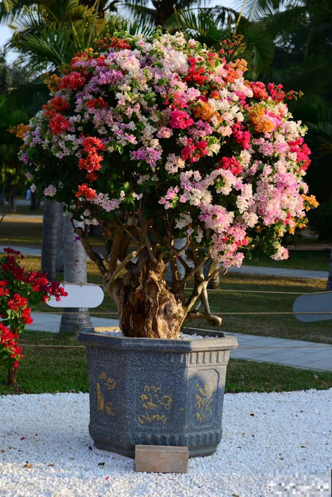 3棵茶花绑一绑，1年变成大老桩，懒人也能养成！