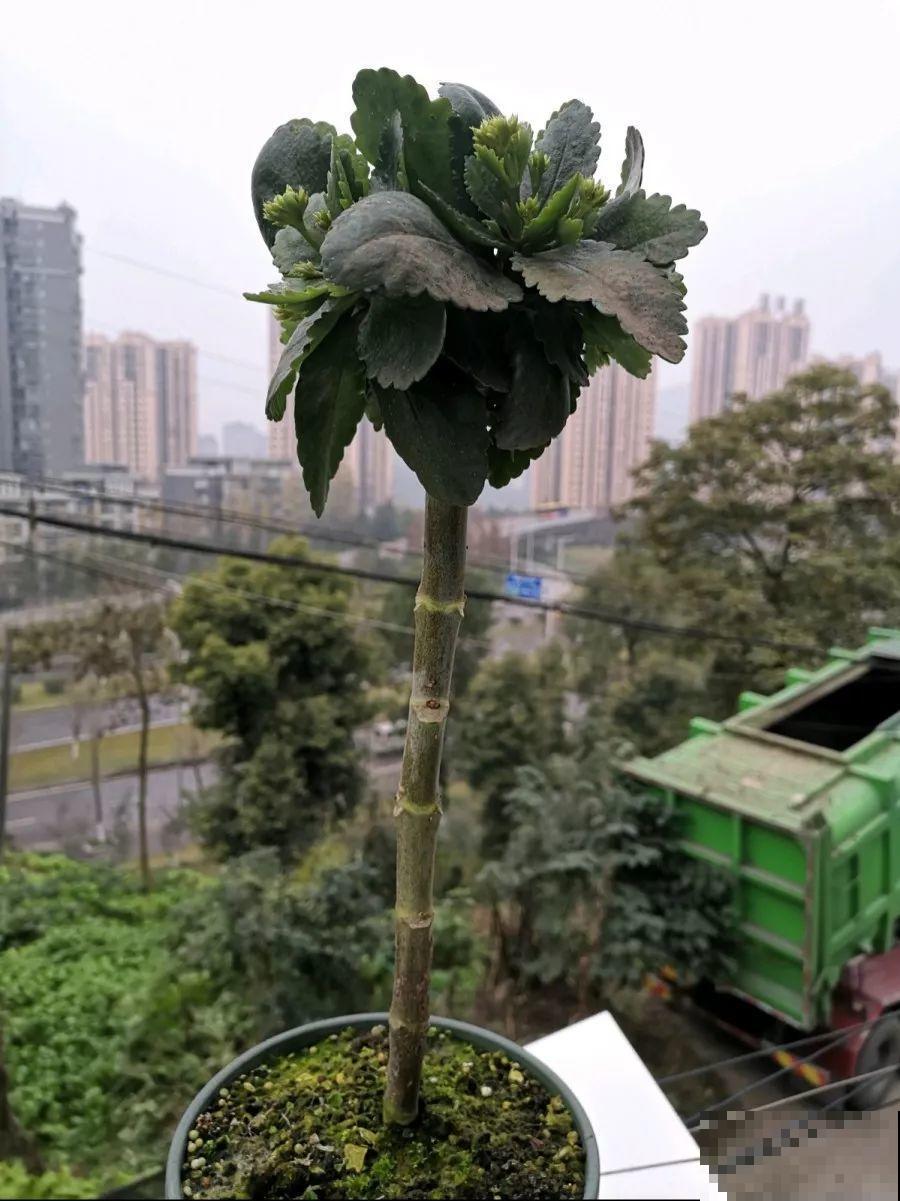 除了蟹爪兰，这花也能嫁接，开花的时候太美了！