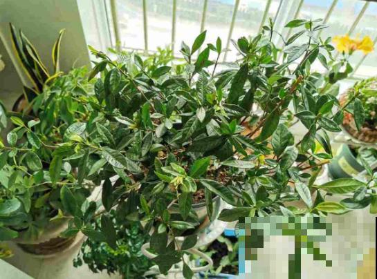 温水浇花有什么后果？现在知道还不晚！