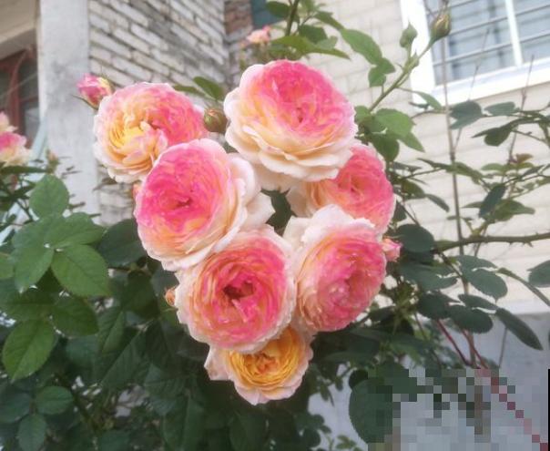 花期超长的5种花，最适合春天种，一开就是大半年！
