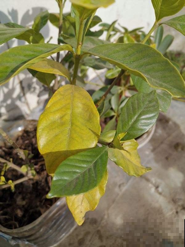 家里花莫名黄叶？叶子都馋得发黄了，这么一搞就绿回来！