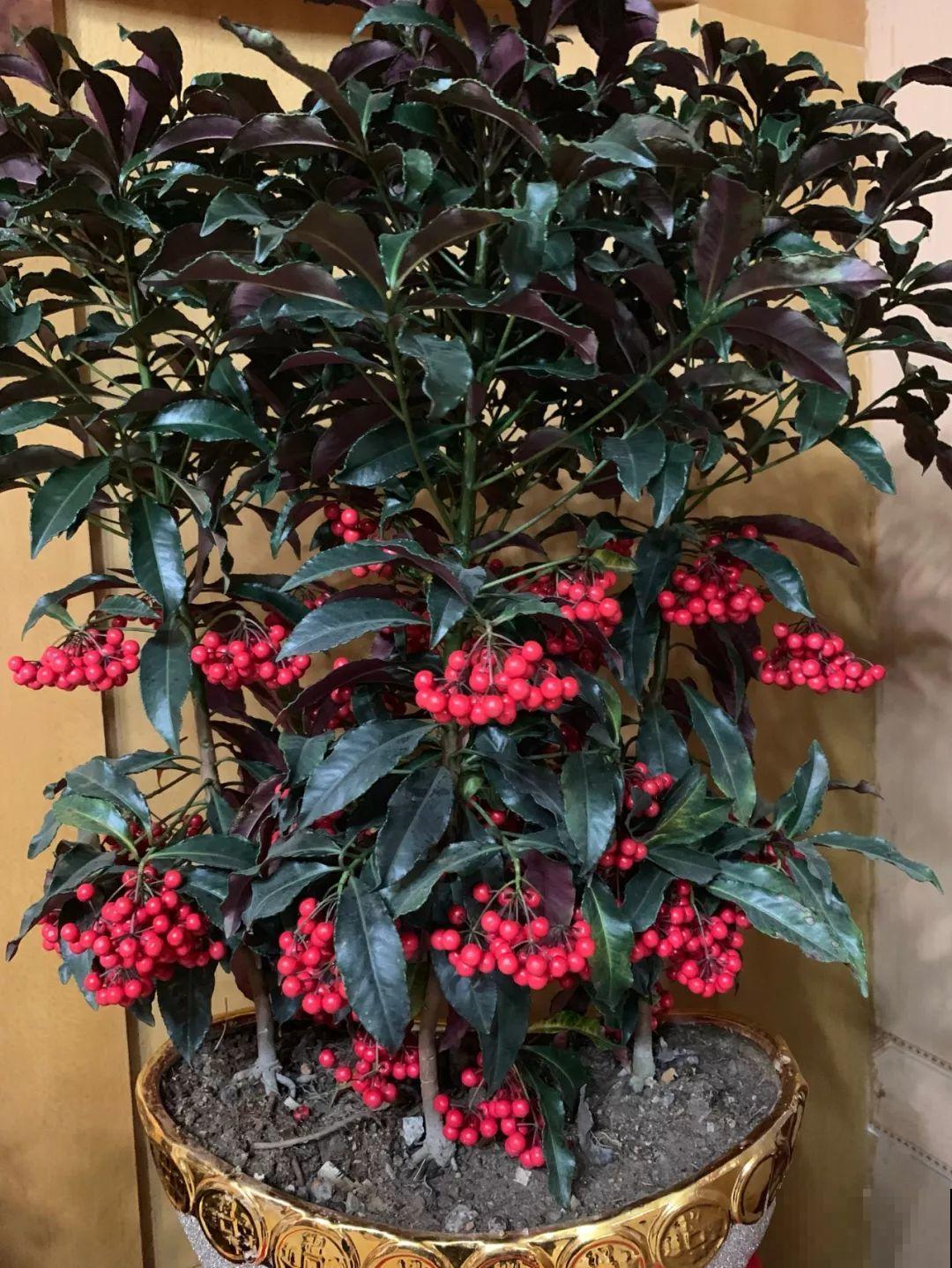 18种过年花，随便挑着养，“鼠”你新年最有钱！