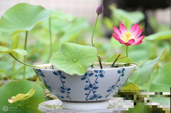 碗莲1个茶杯就能养，天热疯狂开花，香气飘满全家！