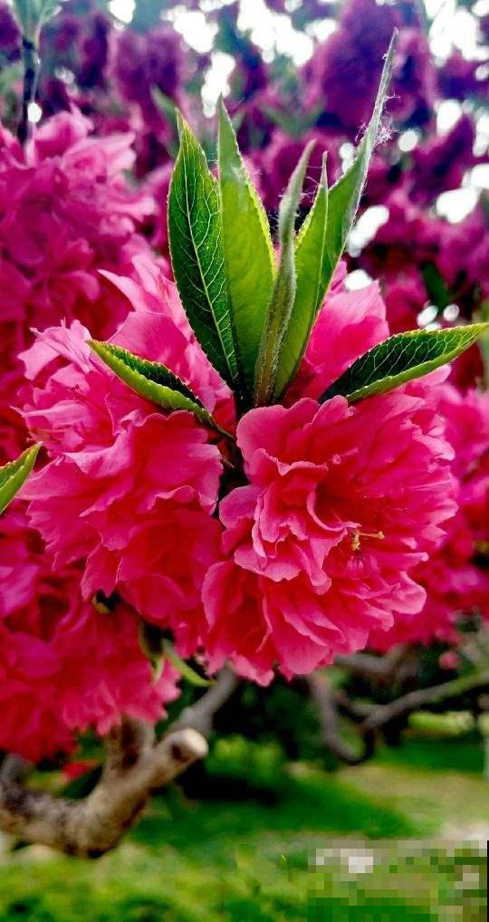 在家闷着，不如给花拍照，“5个”拍花小技巧，照片称霸朋友圈