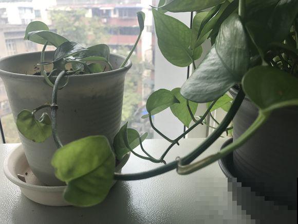 绿萝剁八段，埋土里就发芽，10天长出一茬苗！