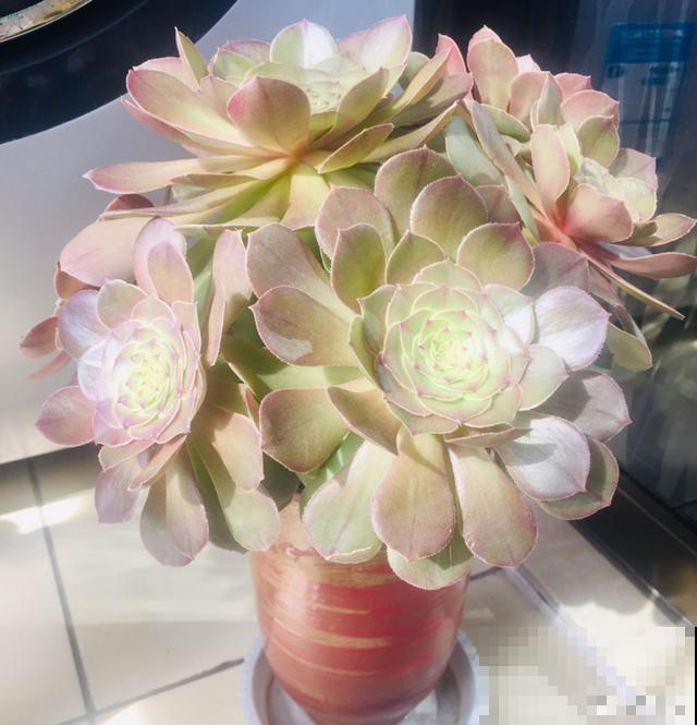 一次疫情，荒芜不了整个春天，阴霾会过去，鲜花也会盛开！