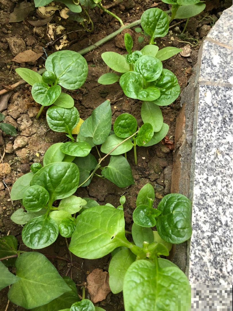 邻居在阳台种了3种菜，半个月就长成，掐一把炒菜，真香！