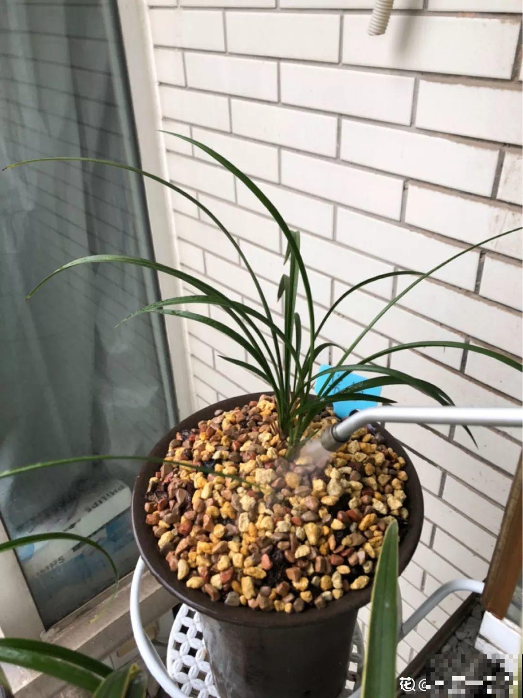 假期延长20天，家里的花全都蔫巴巴，抓紧救，还能活！