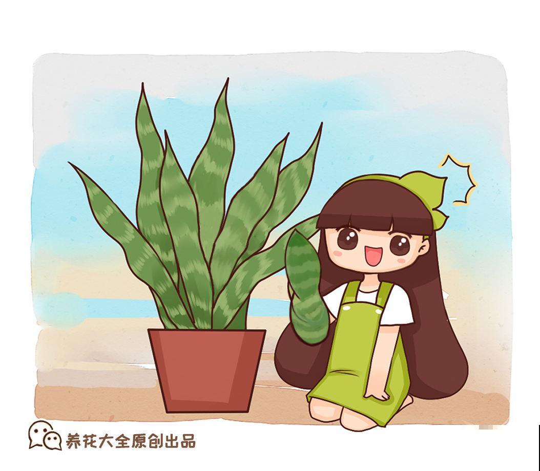 “4种花”特耐旱，家里养一盆，一个月不浇水，叶子照样翠绿