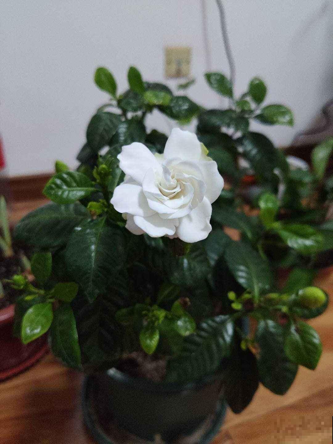 一朵花就是一个故事，那些以花为名的歌曲，哪首唱进你心里？