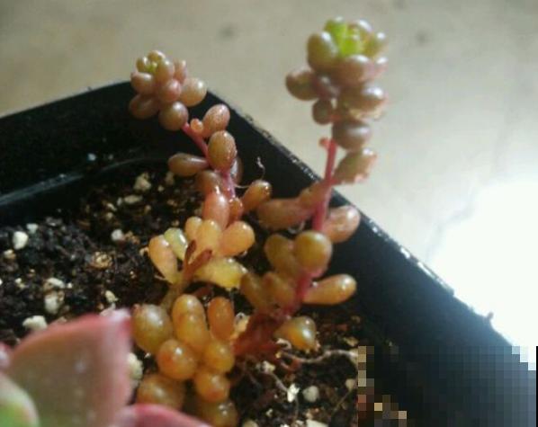 8种多肉最容易徒长，就要虐一虐，才能变好看！
