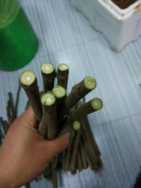 大粗杆插土里，7天生根，当年结果压弯枝，不用买水果了！