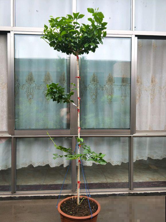 他家茉莉长了2米高，杆子粗壮笔直，开花像把伞！