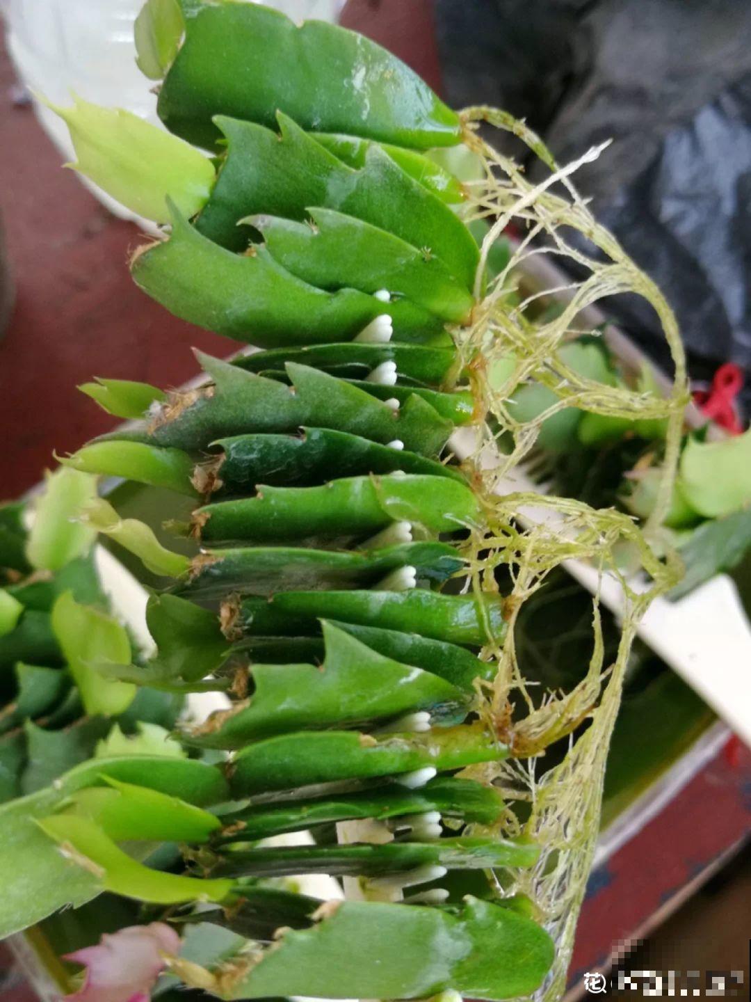 开完花的蟹爪兰，叶子摘一摘，放在梳子上遇水就生根！