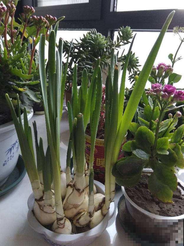 这花长得越矮越好，一长高就得剪，否则不开花