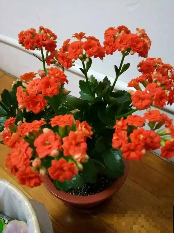 细菌最怕5种花，家里养一盆，全家都健康！