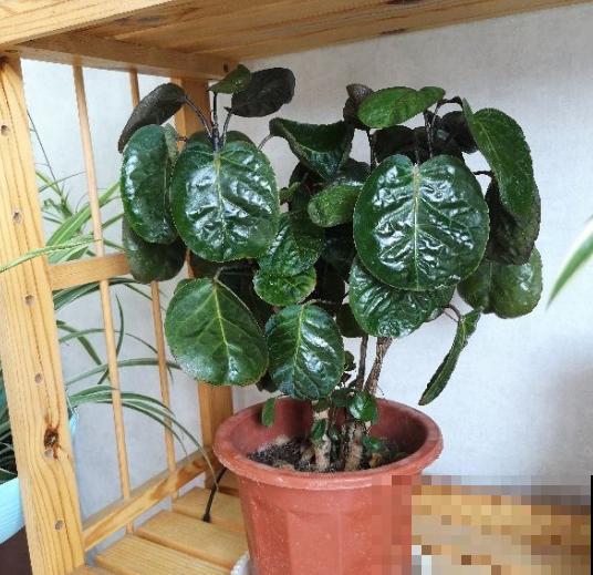 5种招财植物，叶片长得像铜钱，寓意财源滚滚来！