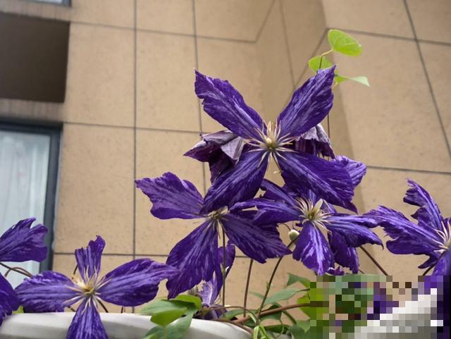 造花园，一定不能少这3种花，每一种都是当之无愧的开花机器！
