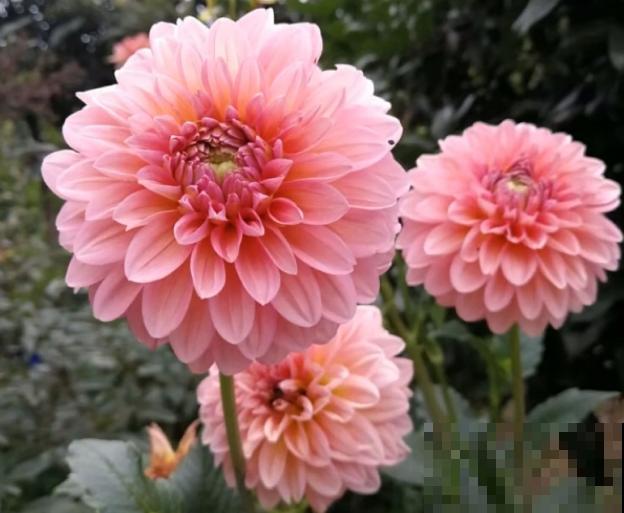 农村一种地瓜花，花开碗口大，居然还是老外的国花？
