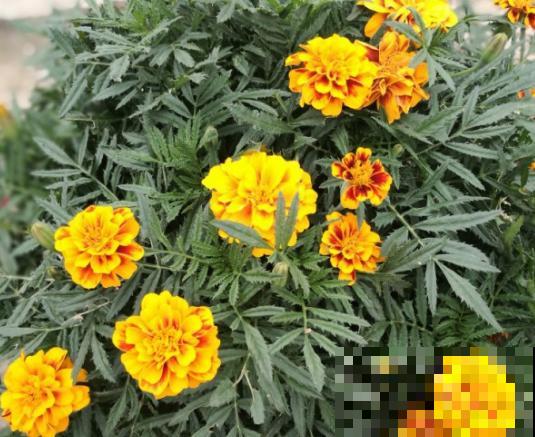 未来一个月，这8种花要赶紧种，撒土里开花一大片！