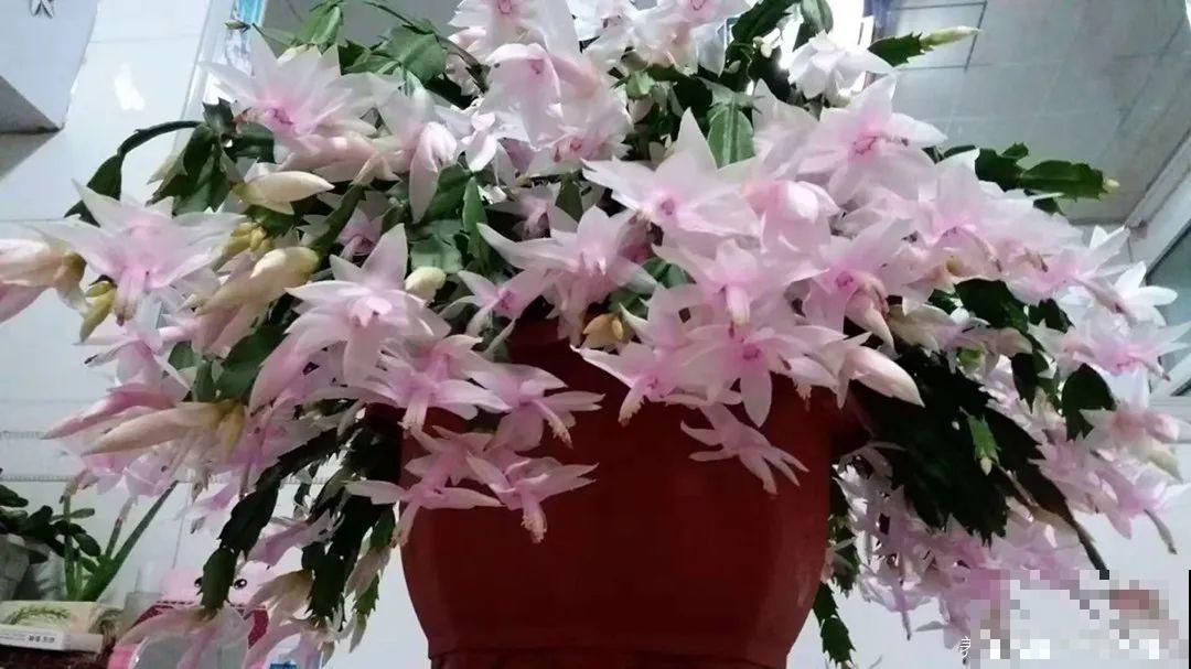 1棵长寿花，冒出124个花箭，开花开成大锅盖，咋养的？