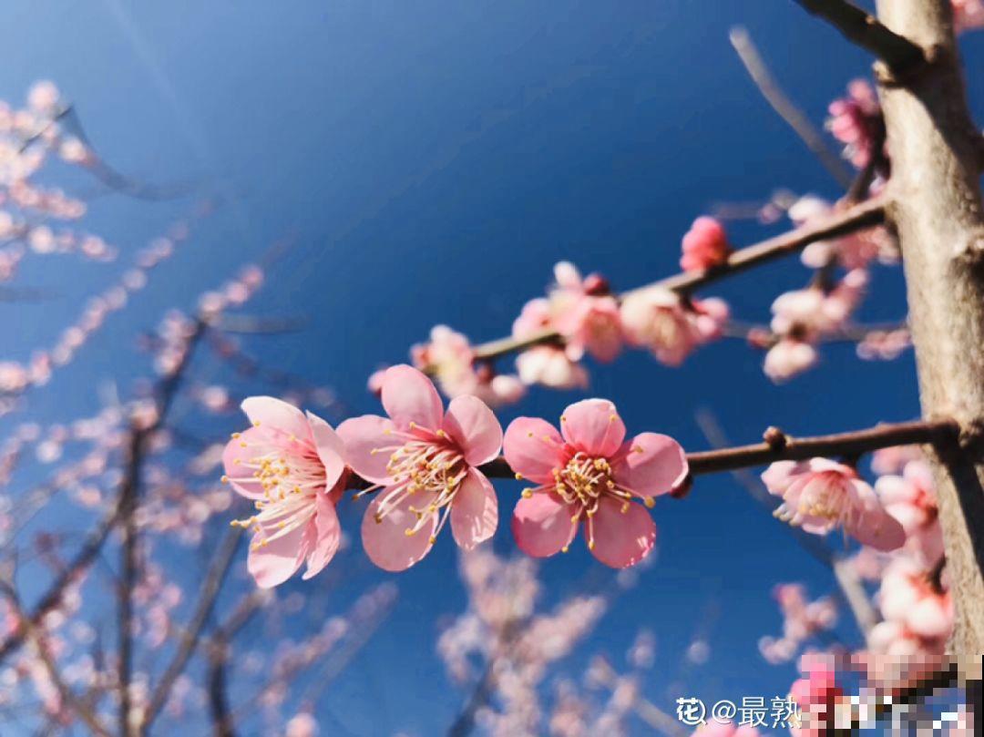 最贵气的梅花，多少人想养，都怕养不好！