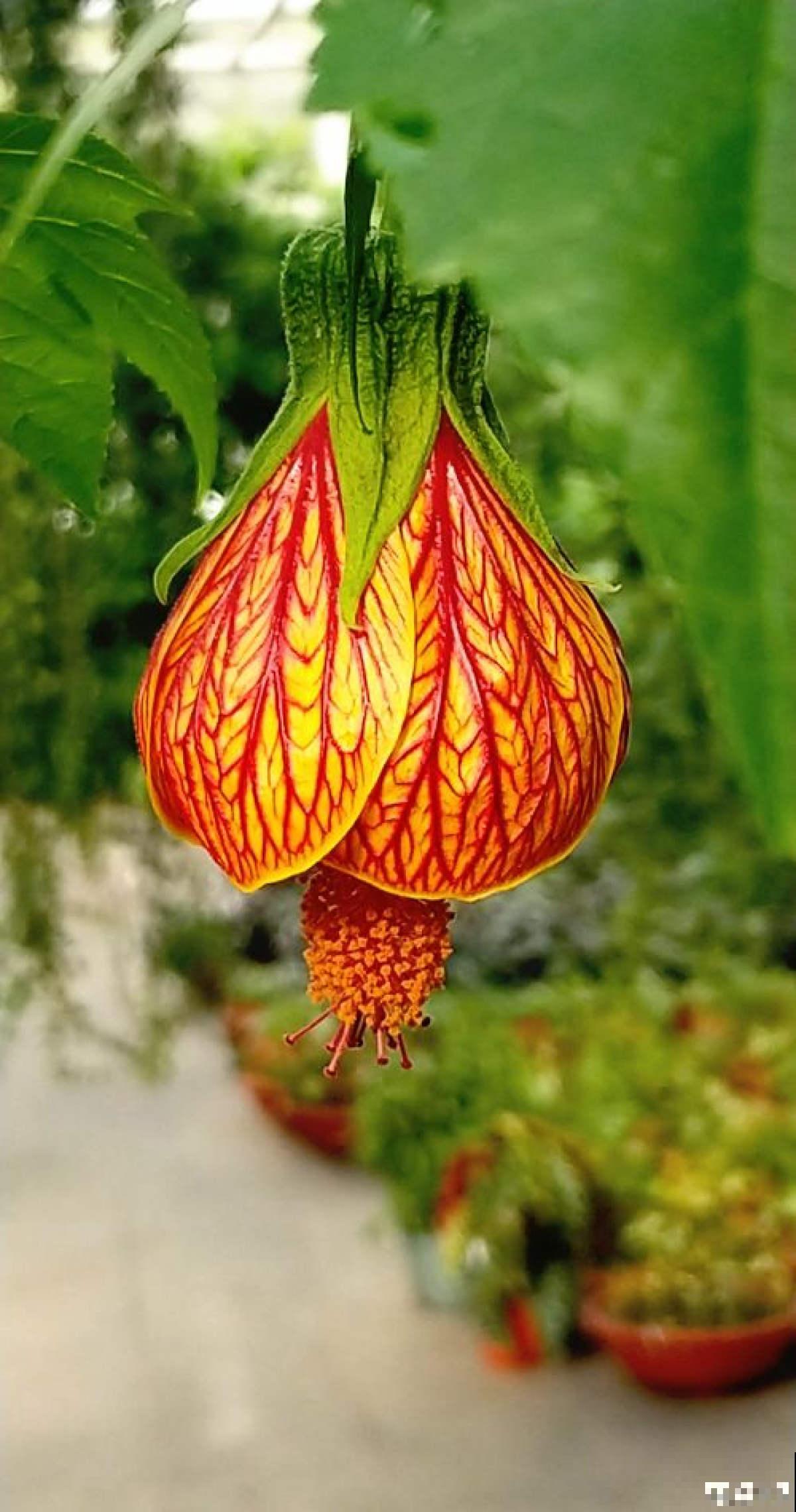日这花开花像小铃铛，一年能开5个月，真“超长待机”