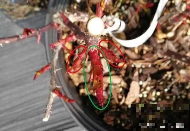 养花就得勤“掐”，别心疼，掐完才能呼呼冒芽