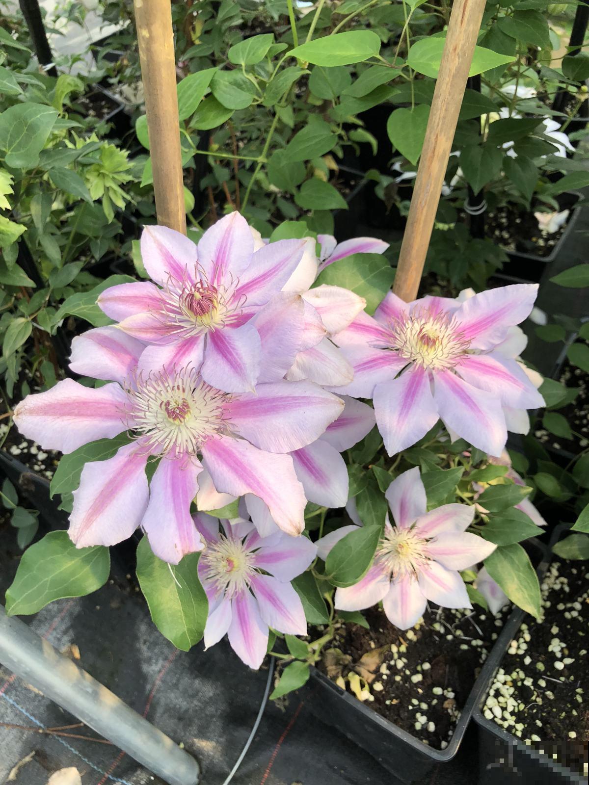 能让人养“上瘾”的花，每一朵花都是颜值顶峰，看了让人挪不开眼