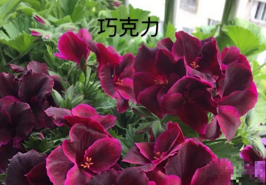 干净明亮的小窗台，适合养这花，谁见都夸漂亮！