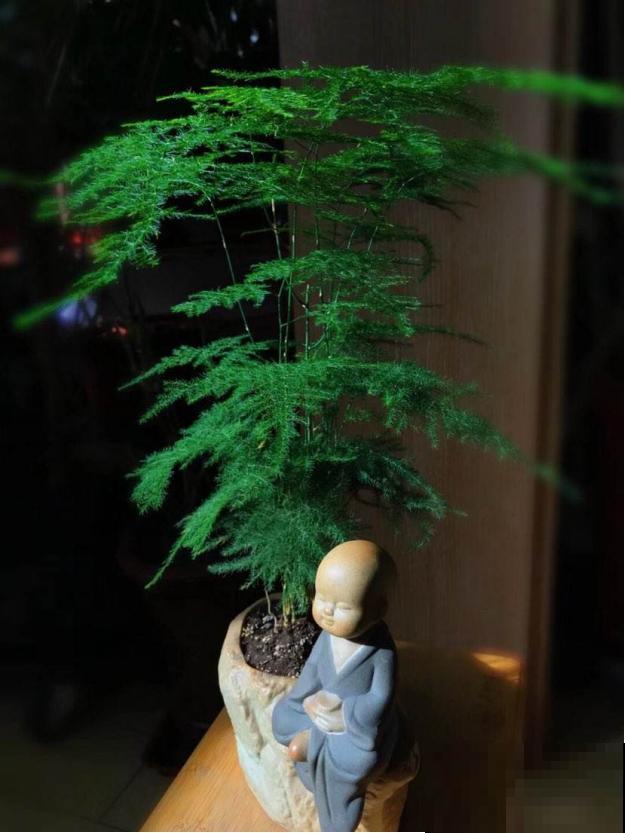 细菌最怕5种花，家里养一盆，全家都健康！