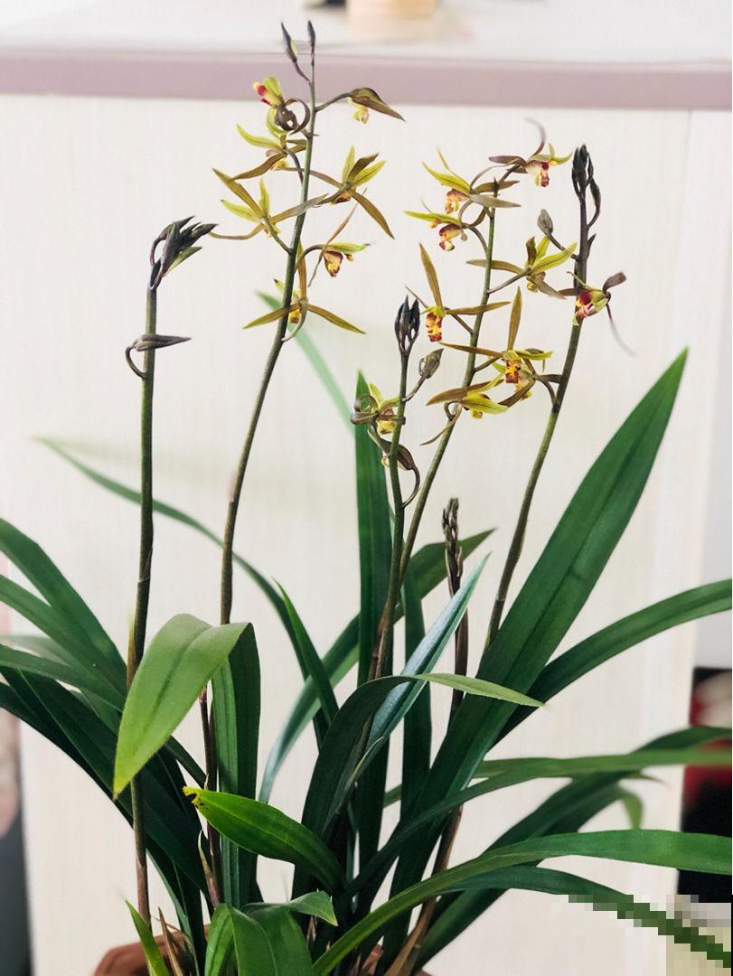 古代人都爱养的“4种花”，特上档次，家里养一盆，富贵满堂