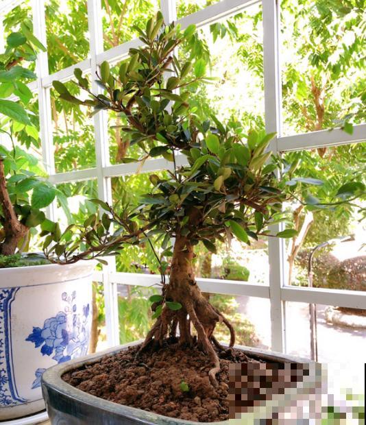 盆景修剪3大原则，收藏起来，你也能变大神！