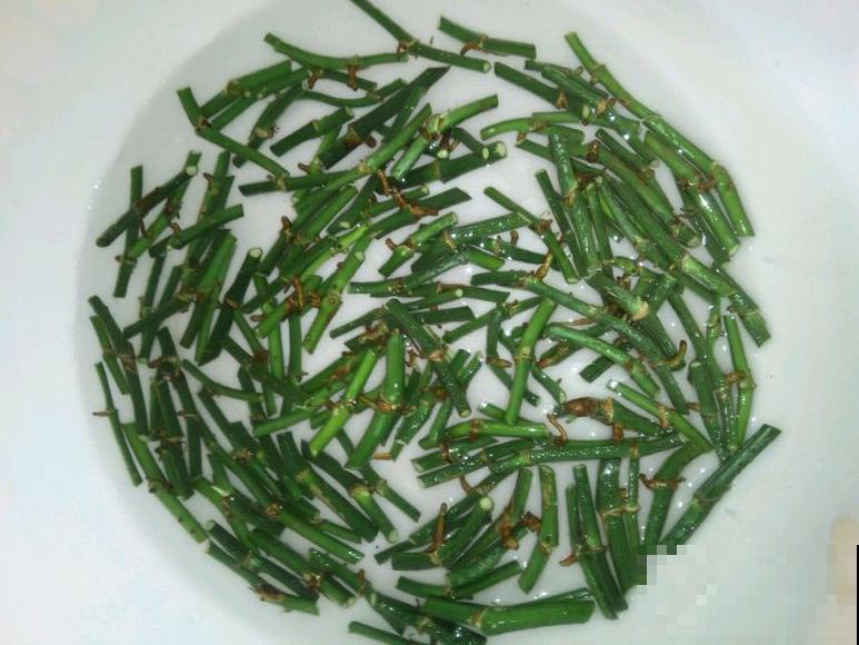 绿萝剁八段，埋土里就发芽，10天长出一茬苗！