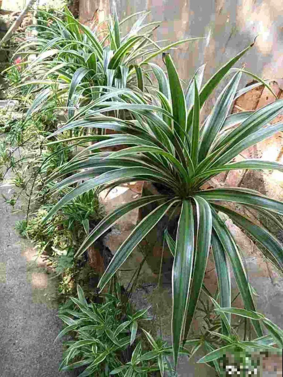 给这花换盆，土里扒出30个崽，根本不用扦插！