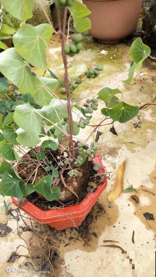 这花长了个大肚子，千万别多浇水，水一多准烂根