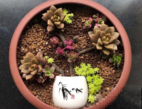 她在花盆里放了这个，多肉秒变盆景，美成一幅画！